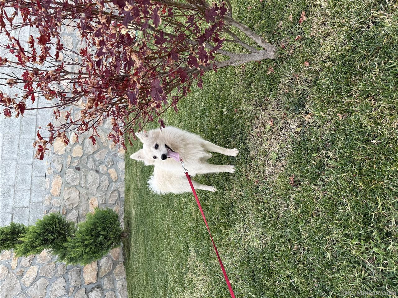 Shitet Mini Spitz