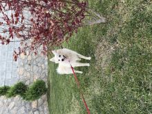 Shitet Mini Spitz