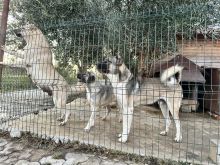 Shiten këlysha kangall shikoni prindrit