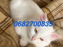 Mace kotele Turkish Angora ne shitje