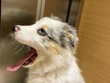 australischer Schäferhund Welpe