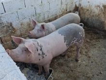 Derra te rritur ne natyre (bio)