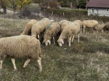 Shiten delet  Ekstra te mira Barsa