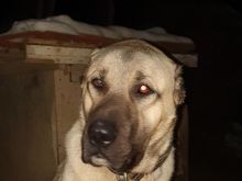 Kangall