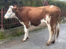 Shitet lopa mshtjerr dyti reth 550 kg