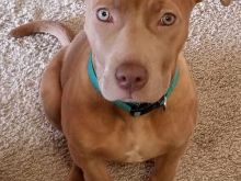 Shesim Pitbull red nose
