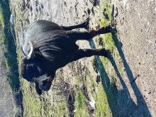 Bull