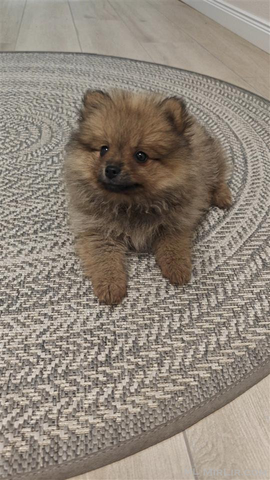 Mini spitz pomerania