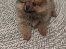 Mini spitz pomerania