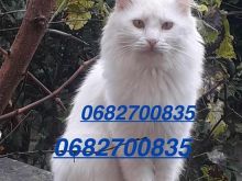 Shitet Macok Turkish Angora