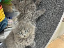 mace british shorthair