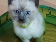 Kotele Siamese