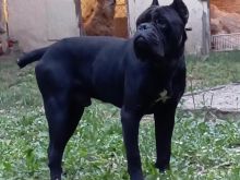 Cane corso