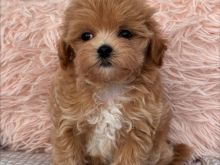 Këlyshët Maltipoo janë në dispozicion.