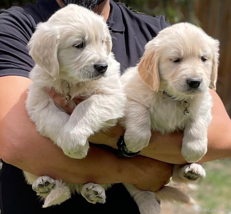 Qenushët e racës Golden Retriever