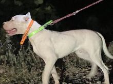 DOGO ARGENTINO 10muj