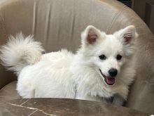 Shitet mini spitz