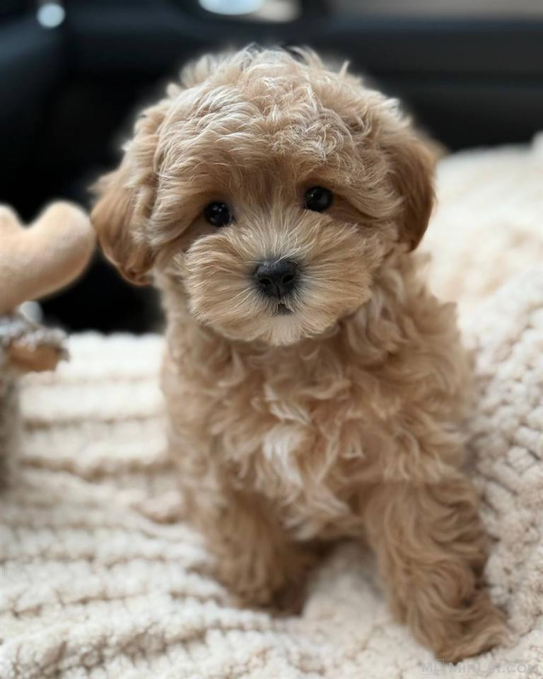 Këlyshët Maltipoo