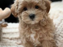 Këlyshët Maltipoo