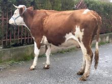 Shitet lopa mshtjerr sdyti per mish rreth 550 kg