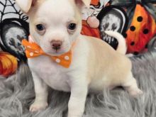 Këlyshë Chihuahua në dispozicion