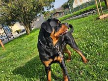 Dhuroj qen Rottweiler urgjente!