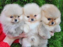 Këlyshë Pomeranian në dispozicion 