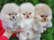 Këlyshë Pomeranian në dispozicion