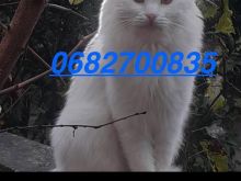 Shitet Macok Turkish Angora