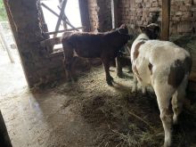 Shiten viqat mashkuj limozin simentall 3 muj