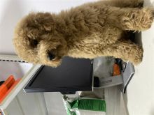 poodle