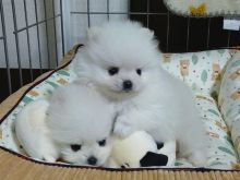 Këlyshë të adhurueshëm pomeranianë