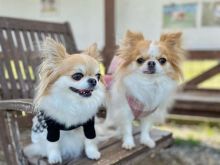 Qentë Chihuahua