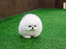 Pomeranian me filxhan çaji