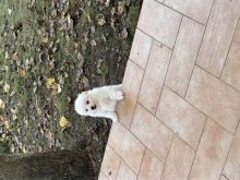Shitet Mini Spitz Mashkull