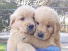 Golden retriever puppies