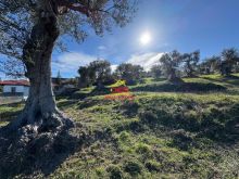 🆕🫒SHITET TOKË – ULLISHTE NË HYRJE TË FSHATIT PANAJA, VLORË