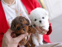 Teacup poodle puppies