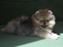 Këlyshë miniaturë Pomeranian