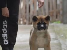 Akita