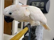 Zogjtë kakadu