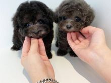 Black miniature poodle puppies