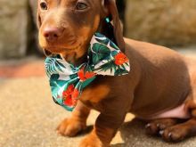 Këlyshë dachshund në dispozicion