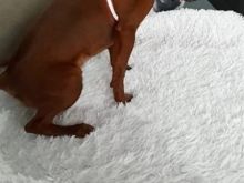 mini pinscher
