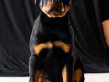 Rottweiler - race e pastert