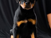 Rottweiler - race e pastert