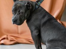 AMERICAN BULLY XL