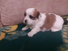 Qenusha Shih Tzu