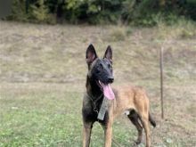 shitet belgian malinois mashkull