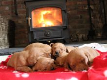 fox red labradoodle puppies